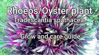 Tradescantia spathaceaOyster plantRhoeo Guide and tips on how to grow care and propagate [upl. by Gathard]