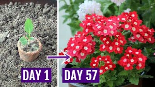 How to Grow Verbena Plant with All Care Tips  Complete Guide [upl. by Elfie]