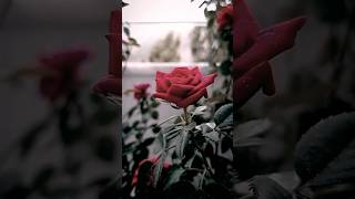 Flowers status  flower status  red rose status  whatsApp status love status❤️shorts [upl. by Horst]