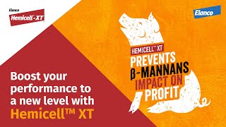 Boost pigs performance with feed enzyme Hemicell™ XT [upl. by Aikahc]