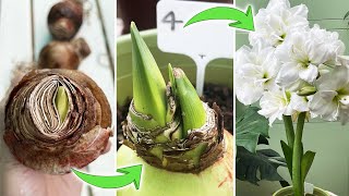 4 Methods to Plant Amaryllis Hippeastrum Bulbs  Which One Grows Fastest Part 1 Turn on CC [upl. by Jori149]