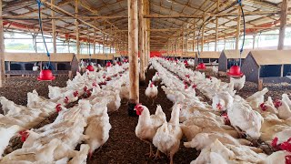 How we feed our 40000 Broiler Breeders [upl. by Kirch]