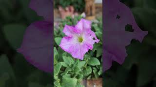 Saving Petunia Seeds [upl. by Trefor]