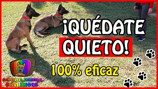 ENSEÑAR a un PERRO el QUIETO FÁCIL y EFECTIVO  Adiestramiento Canino en Obediencia [upl. by Vala105]