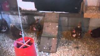 Hyline Brown Chickens [upl. by Calbert]