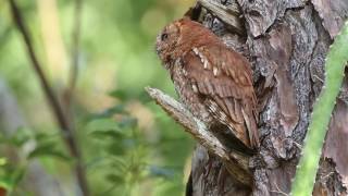 Eastern Screech owl call trill [upl. by Whitford]