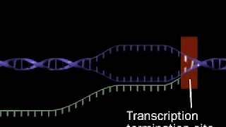 Transcription  RNA synthesis  RNA polymerase [upl. by Elsy]