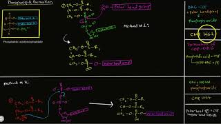 Phospholipids [upl. by Aenert805]