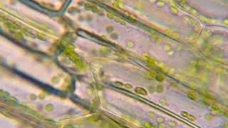 Cytoplasmic steaming in Elodea 400x [upl. by Inatirb298]