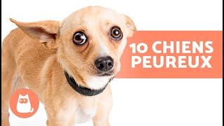 10 RACES DE CHIENS PEUREUX 🐶⚡ De quoi votre chien atil peur [upl. by Karole130]