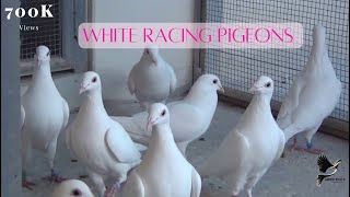 Exotic White Racing Pigeons [upl. by Dicks]