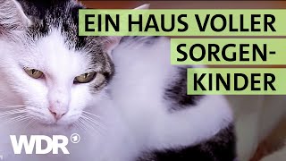 Ausgesetzt und schwer verletzt Wird die Katze überleben  S02E04  Hallo Tierheim  WDR [upl. by Erastus]