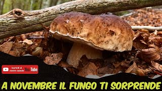 A NOVEMBRE IL FUNGO TI SORPRENDE  PORCINI NOVEMBRE 2023 [upl. by Assiral21]