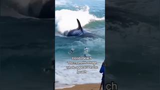 Florida beach The moment a huge whale appears on the beach florida shortvideo [upl. by Gladys]