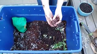 Vermicomposting 101 How to Create amp Maintain a Simple Worm Bin [upl. by Agnizn]