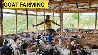 The Cost Of Starting A Profitable GOAT Farming BUSINESS For Beginners [upl. by Pubilis]