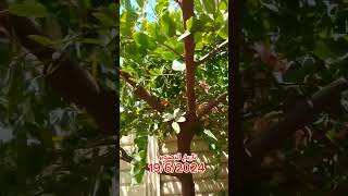 كاسيا نودوزا nodosa Cassia تزرع بالعراق🇮🇶اكسبلور garden plants gardening حديقةCassia nodosa [upl. by Cowie360]