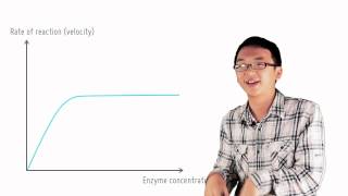 3 4 Effect of enzyme concentration [upl. by Quar468]