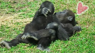 小金剛Jabali與Ringo愛抱抱Baby gorillas Jabali and Ringo like to hug each other [upl. by Siskind]