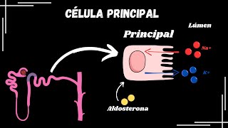 Célula principal e o mecanismo de ação da aldosterona [upl. by Allenad]