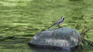 Bergeronnette griseMotacilla alba sur la rivière le Ger à Soueich [upl. by Llirpa261]