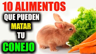 ✅Que Puede COMER Mi Conejo  10 Cosas Que NO Pueden COMER  CRIANZA DE CONEJOS [upl. by Strage]