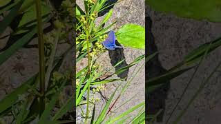 Beautiful blue butterfly  beautiful butterfly in nature  toothwing blue butterfly [upl. by Hnao]