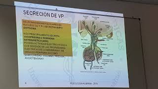 Regulación de osmolaridad y volumen del LEC parte 2 [upl. by Dominga]