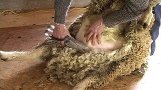 Sheep Shearing School SIV 124 [upl. by Enaoj414]