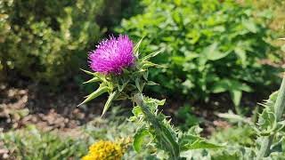 Ostropestřec mariánský Silybum marianum [upl. by Coyle]