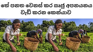 තේ කර්මාන්තයේ සංවර්ධනයට කෙන්යාව සිදුකිරීමට යන ප්‍රබල වෙනස් කම්  තේ පනතත් අලුත් වේ kenyatea [upl. by Retrac]