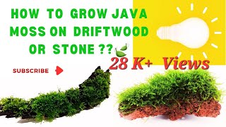 How to grow aquarium java moss on diftwood or stones rocks  yogurt method Dry start method [upl. by Burleigh321]