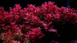 Rotala macrandra [upl. by Elkin]