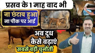 प्रसव के एक माह बाद गाय भैंस का दूध कैसे बढ़ाएं घरेलू उपाय 👌🏽cow and buffalo ka milk badhane ka desi [upl. by Hakvir]