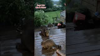 Wet and Soggy Raccoons of the Breakfast Club at the doorPeanut Butter Club Diary [upl. by Stig537]