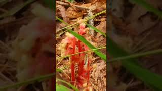 Pine sap is very colorful fungusnature fungus mushroom [upl. by Timi]