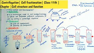 Centrifugation Cell fractionation Class 11th Chapter Cell structure and function [upl. by Neilson]