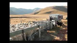 new zealand high country sheep muster [upl. by Yaya]