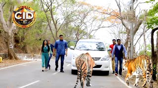 জঙ্গলে সিআইডি অফিসারের ওপর চড়াও হয় চিতা  সিআইডি CID  bengali crime series 2024 [upl. by Doroteya]