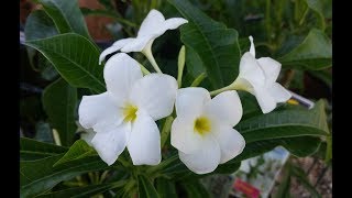 How to grow Plumeria Pudica  Nag Champa  Care amp Tips [upl. by Notyalk]