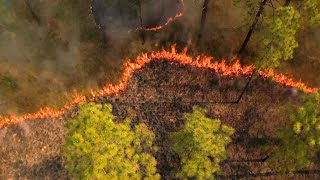 Longleaf Pine Ecology and Management [upl. by Anaujnas]