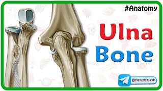 Ulna Bone Anatomy Animation [upl. by Winson526]