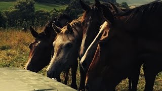 Shagya Arabians Romania [upl. by Behrens]