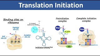 Translation Initiation  Initiation of Protein Synthesis  Biochemistry [upl. by Jaclyn210]