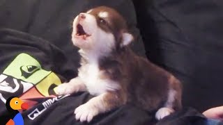 Malamute Husky Puppy Howling for the First Time  The Dodo [upl. by Ewolram553]