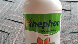 ETHEPHON 39 SL । ethrel spray । अनार के पत्ते कब झाडें। [upl. by Lenahc]