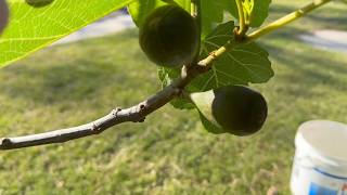 Composting Fig Tree  California Gardening [upl. by Ilene]