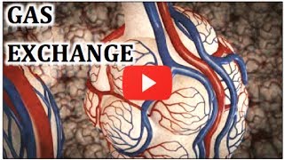 Gas Exchange in Lungs Physiology Video Animation  MADE EASY [upl. by Nuawd]