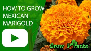 How to grow Mexican marigold Tagetes erecta [upl. by Airotna]