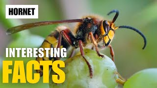 Exploring the Fascinating World of Hornet  Interesting Facts  The Beast World [upl. by Nnayrrehs]